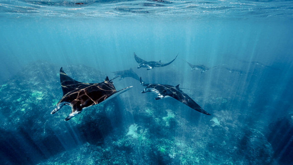 Manta Point Trip Komodo